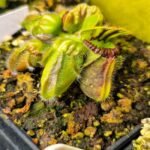 Cephalotus "Big Boy"