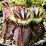 Cephalotus "Hummer's Giant"