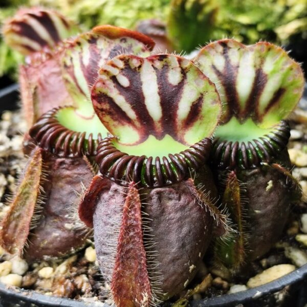 Cephalotus "Hummer's Giant"