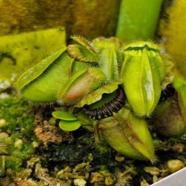 Cephalotus "Coal Mine Beach"