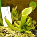 Heliamphora "Cyclops"