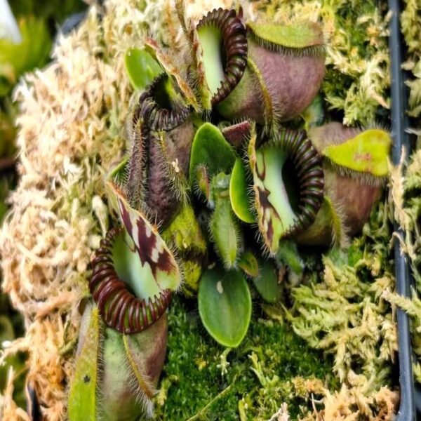 Cephalotus "Dudley Watts"