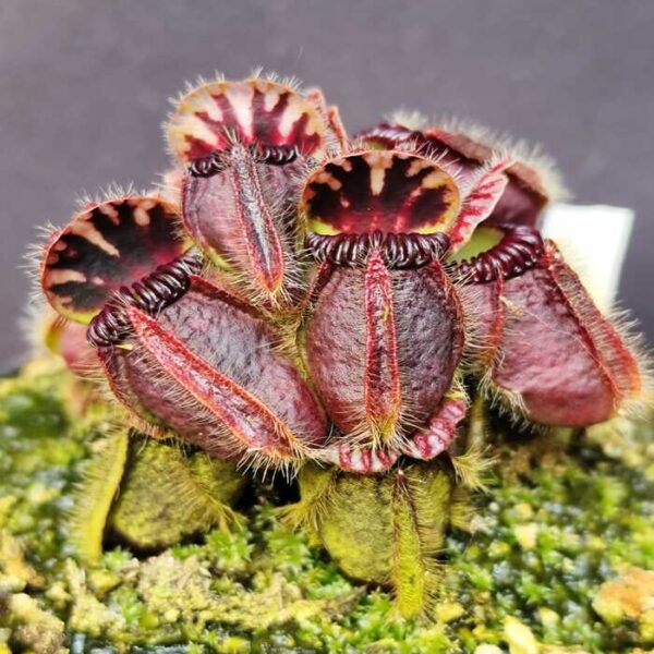 Cephalotus "Tank Ceph 2, (EBS)"