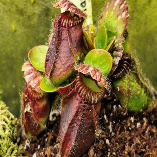 Cephalotus "Klaus Keller Ex True Giant"