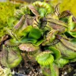 Cephalotus "Klaus Keller Ex True Giant"