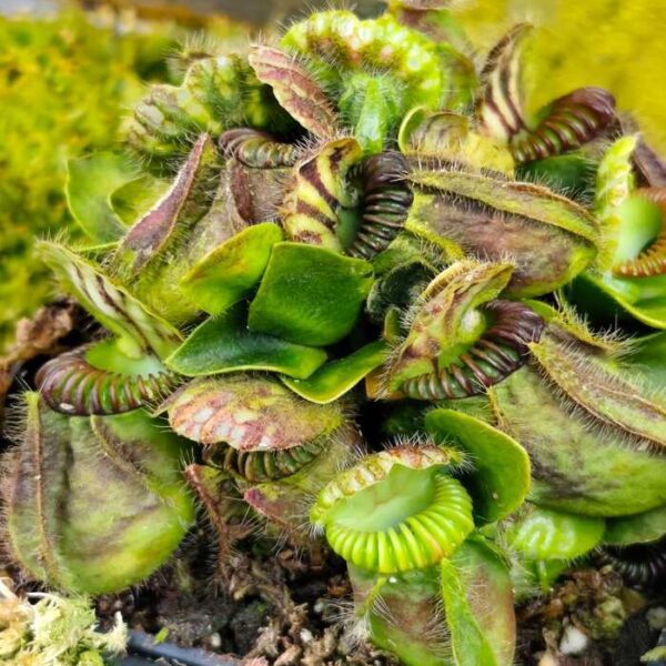 Cephalotus "Klaus Keller Ex True Giant"