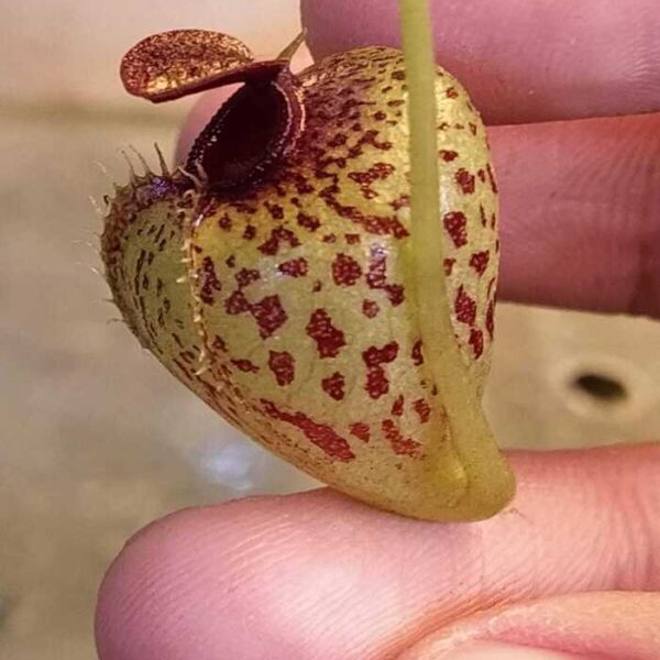 Nepenthes "Aristolochioides"