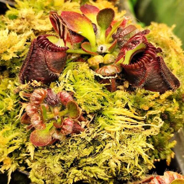 Cephalotus "Bubble Giant"