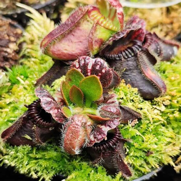 Cephalotus "Giant, BCP 981/11"