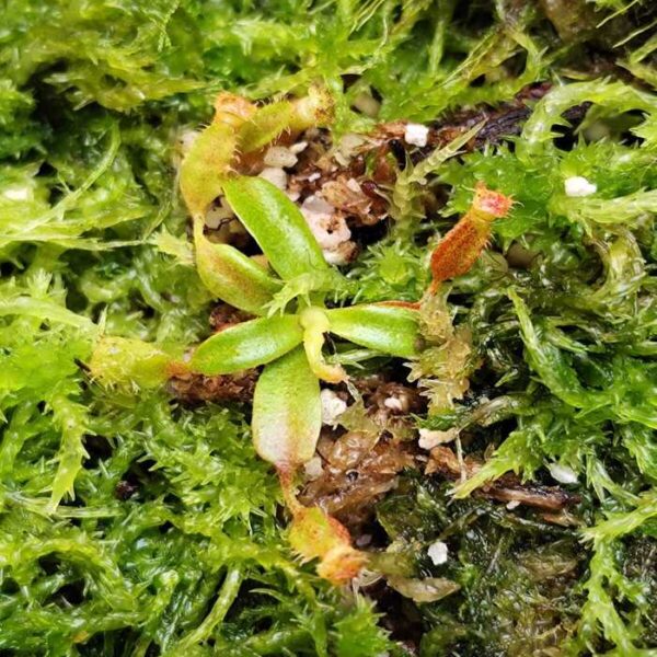 Nepenthes "Edwardsiana"