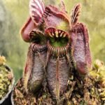 Cephalotus "Eden Black"