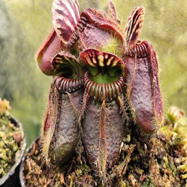 Cephalotus "Eden Black"
