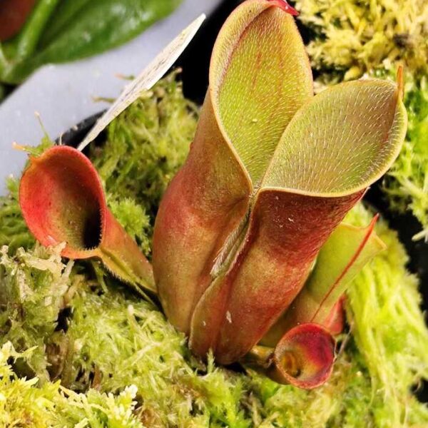 Heliamphora "Minor var. pilosa AW clone 02"