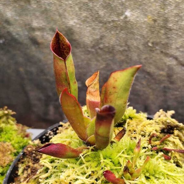 Heliamphora "Sarracenioides AW clone K08"