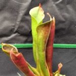 Heliamphora "Tatei (Cerro Duida)"