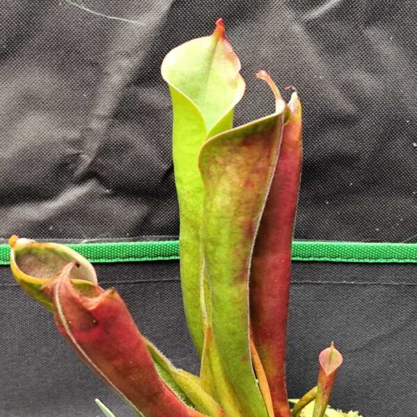 Heliamphora "Tatei (Cerro Duida)"