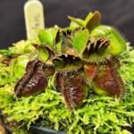 Cephalotus Tipical Form