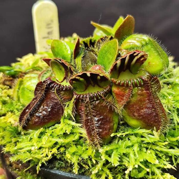 Cephalotus Tipical Form