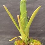 Brochinia Reducta
