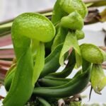 Darlingtonia Californica
