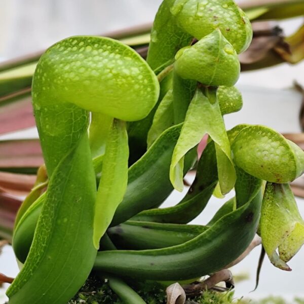 Darlingtonia Californica