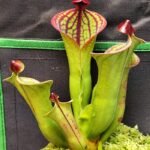 Heliamphora "Macdonaldae AW"