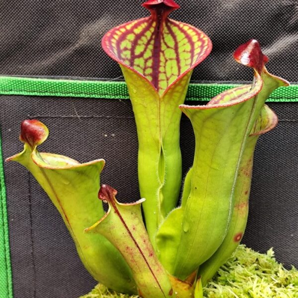 Heliamphora "Macdonaldae AW"