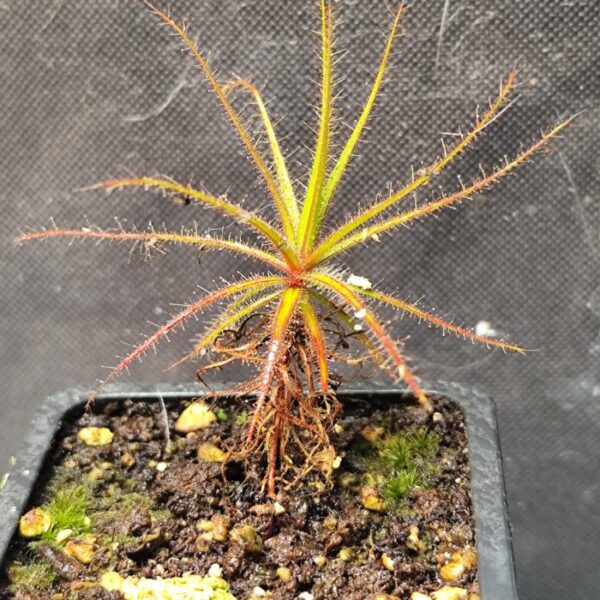 Roridula gorgonias