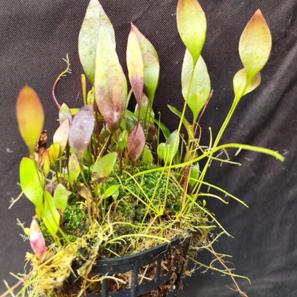 Utricularia Epifita "SP. Nov. Amazonas Perú"