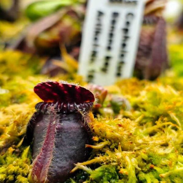 Cephalotus "Banana Boy"