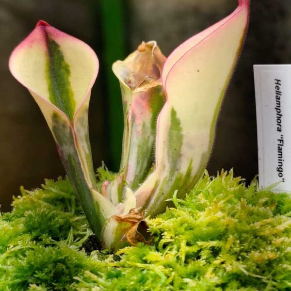 Heliamphora "Flamingo"