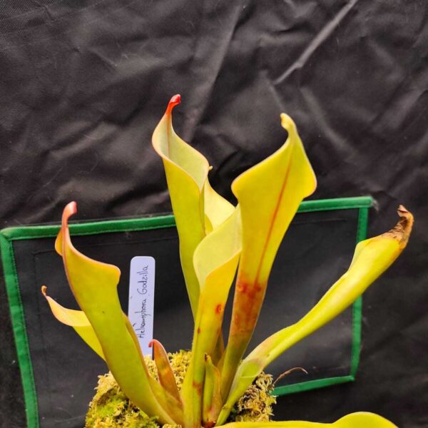 Heliamphora "Godzilla"