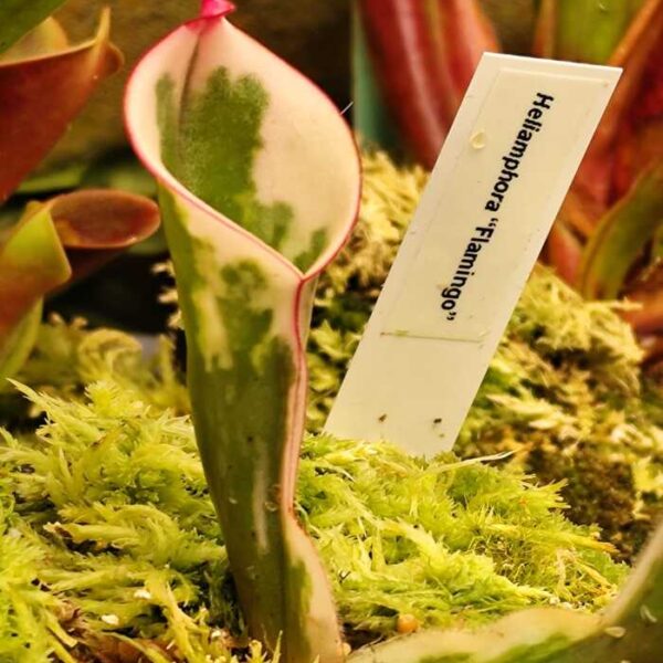 Heliamphora "Flamingo"