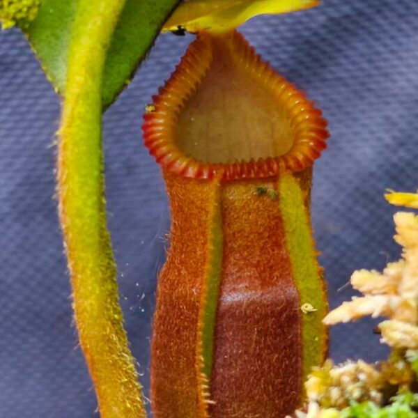 Nepenthes "Macrophylla"