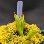Heliamphora "Parva 08/02 AW"
