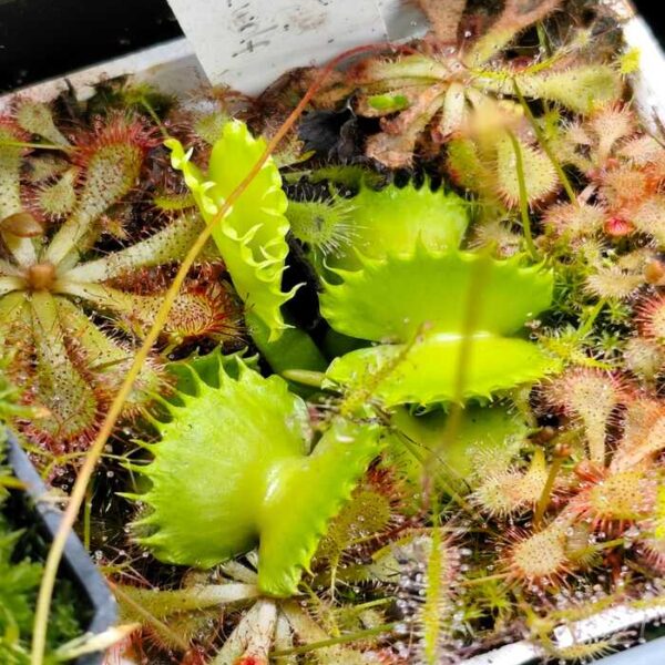 Dionaea "Werewolf"