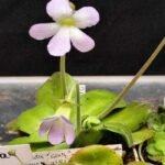 Pinguicula "Agnata CSUF"