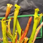 Sarracenia "Alata"