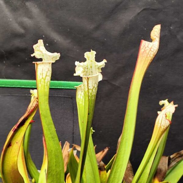 Sarracenia "Leucophylla Alba"