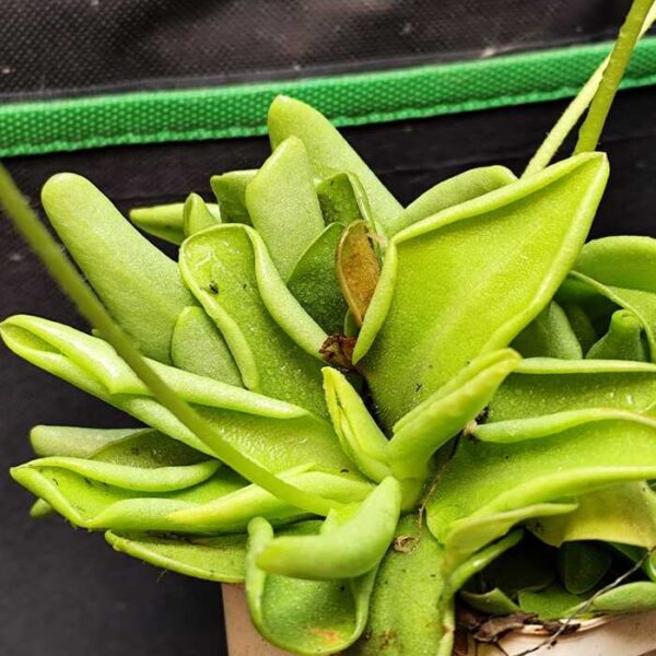 Pinguicula "Moranensis var. Alba"