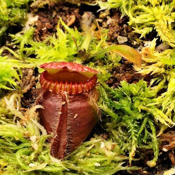 Cephalotus "Banana Boy"