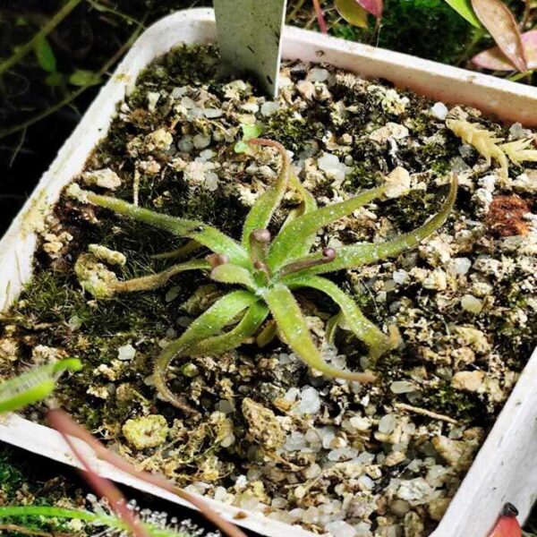 Pinguicula "Calderoniae"