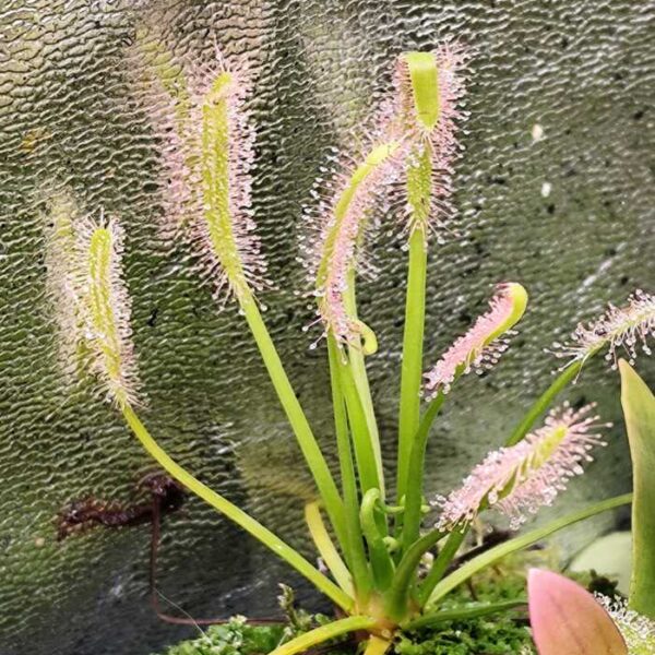 Drosera "Capensis"
