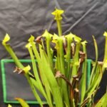 Sarracenia "Flava"
