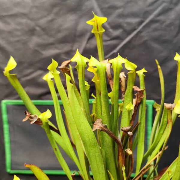 Sarracenia "Flava"