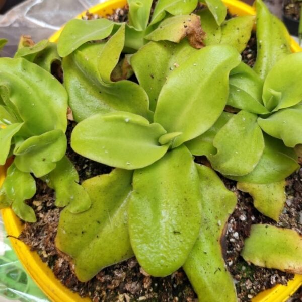 Pinguicula "Gigantea"
