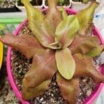 Pinguicula "Gigantea Red"