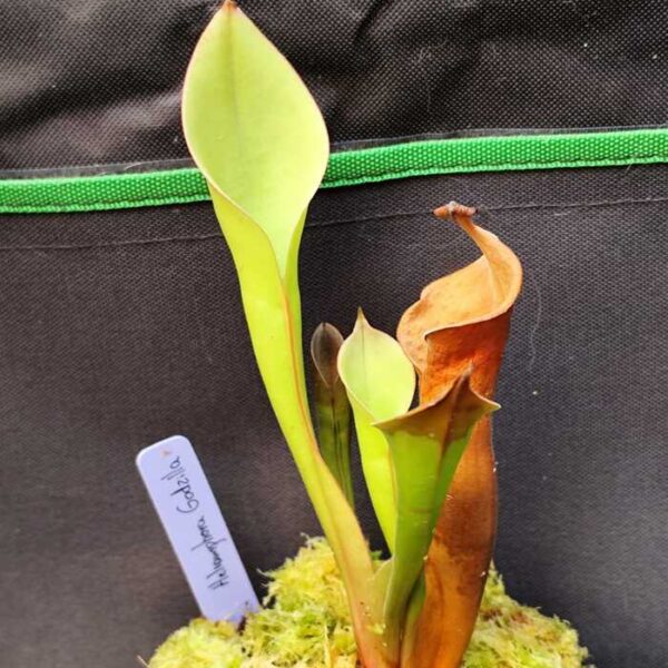 Heliamphora "Godzilla"