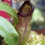 Nepenthes "Hamata, dark clone BCP"