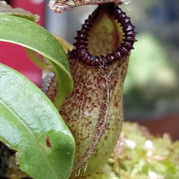 Nepenthes "Hamata, dark clone BCP"